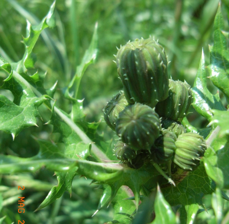 Sonchus asper